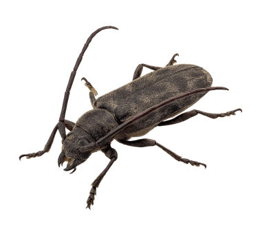 capricorne des maisons Vaud