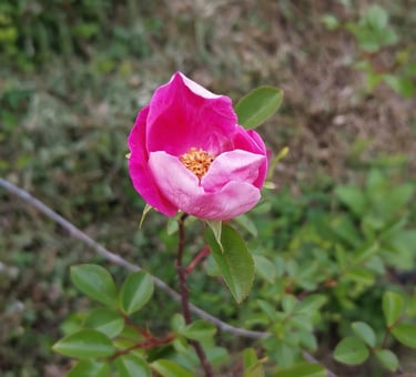 fiore che sboccia come il cuore che nella consulenza si apre all'ascolto