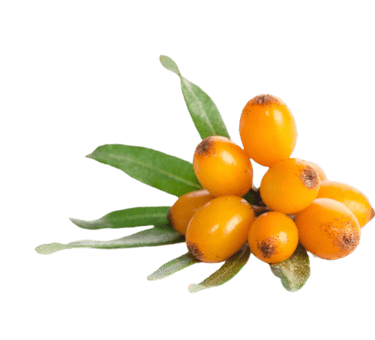 sea buckthorn