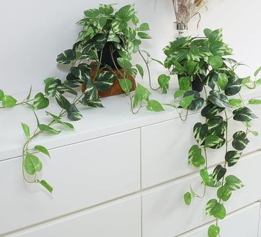 Two trailing Golden Pothos indoor plants sitting on a white dresser against a clean wall.