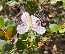 small white caper flower with long pink stamen