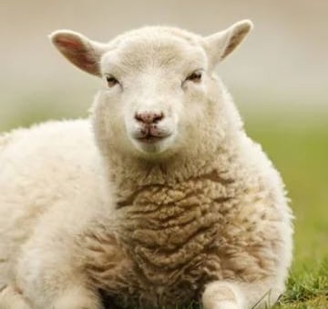 Ostéopathie sur les vaches, les moutons, les ânes