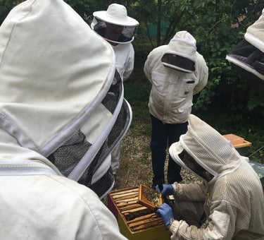 Formation La Miélodie d'Abeilles
