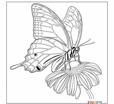 Free butterfly coloring sheet flying insect for kids