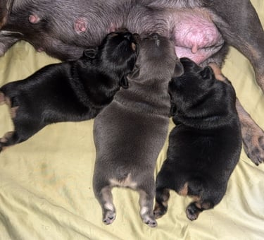 Three newborn French Bulldog puppies nursing from their mother on a soft tan blanket.
