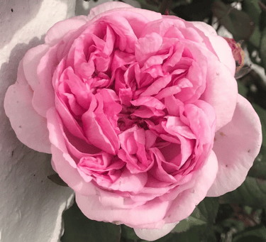 rose rose rosati
