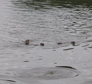 otters at the Periyar Tiger reserve, near Kumily , India