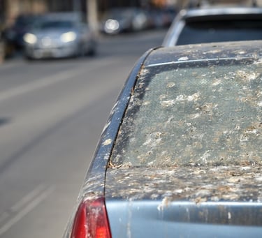 exemple de fientes d'étourneaux en ville, sur les voitures