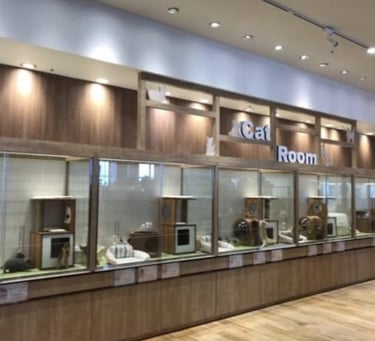 Habitación para gatos