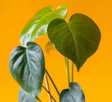 Juvenile Monstera deliciosa leaves with no fenestrations, splits, or holes