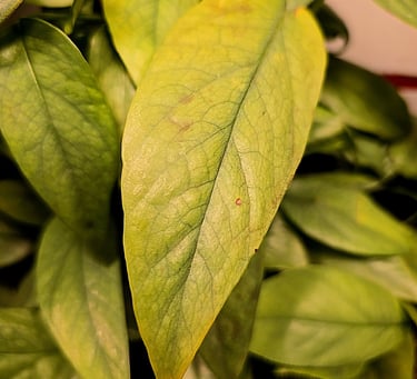 Yellowing of older plant leaves