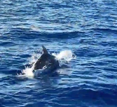 Dolphins Paxos Corfu Villa Olivia Pentati