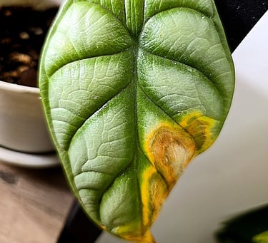 Brown crispy leaf tip on an Alocasia Silver Dragon plant