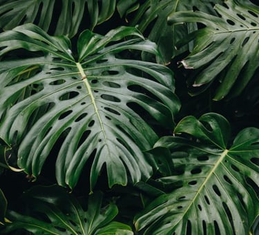 Fully matured Monstera leaves