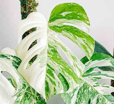 Semi mature Monstera Albo Variegata with splits in the leaves