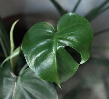 First signs of fenestration in Monstera with one small leaf split