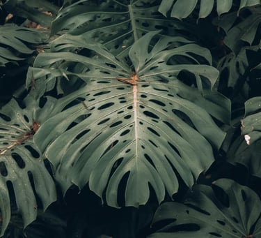 Mature form of Monstera Deliciosa with fully fenestrated leaves, with both splits and holes