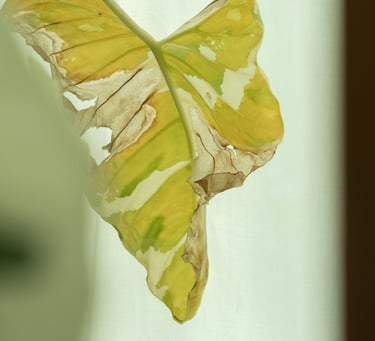 Wilting yellow leaf from a Monstera deliciosa Albo Variegata