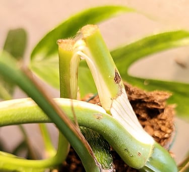 Weak, snapped plant stem