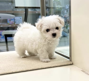 Un cachorro adoptado y juguetón disfruta del sol en un refugio de animales español.