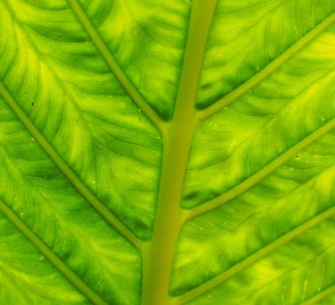 Chlorosis between leaf veins
