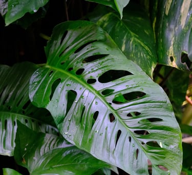 Mature form of Monstera adansonii with holes in the leaf