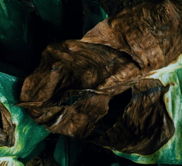 Brown crispy leaf