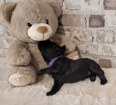 Femelle Schnauzer nain