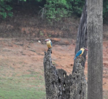 birds at the Periyar Tiger reserve, near Kumily , India