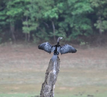 birds at the Periyar Tiger reserve, near Kumily , India