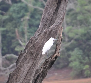 birds at the Periyar Tiger reserve, near Kumily , India