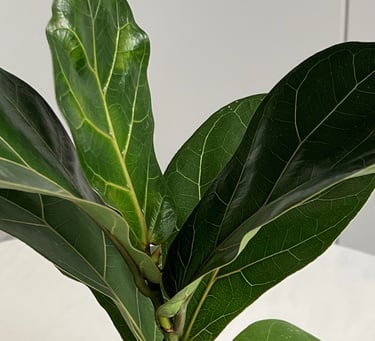 ficus salvata