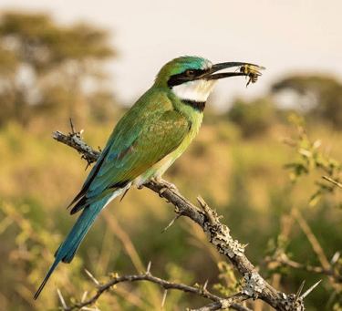 White-throated Bee-eater in flight