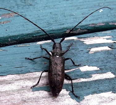 Monochamus beetle, dorsal view