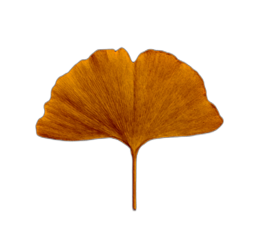 an orange ginko leaf