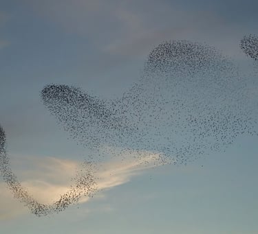 regroupement d'étourneaux dans le ciel
