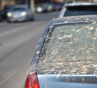 exemple de fientes d'étourneaux en ville, sur les voitures