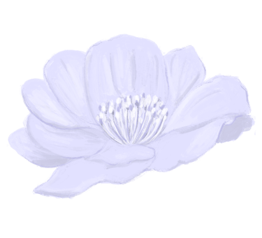 A sketched camellia flower in light purple