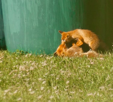renarde jouant avec son renardeau dans l'herbe d'un champ au printemps