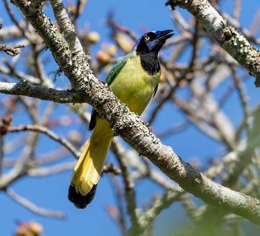 Brightly colored Green Jay perched in treetop – striking tropical bird with vibrant plumage in south