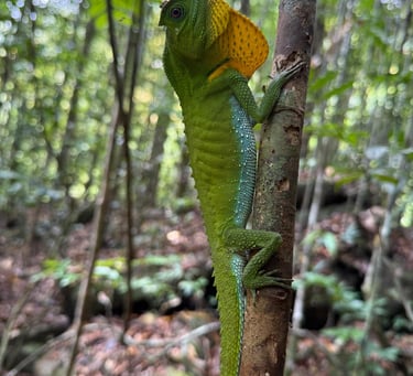 a green chamelon lizard lizard on a tree branch