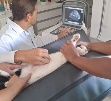 Dr. Leonardo Monteiro em consulta na Veterinária Professor Adalbyr em Mangaratiba