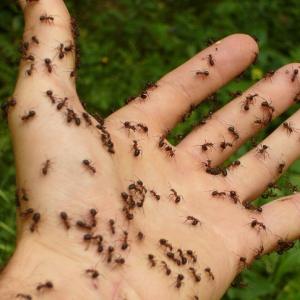 Insect Bites and Stings While Outdoors