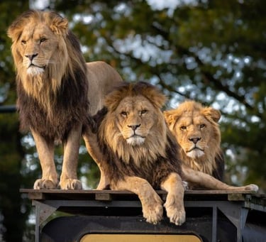 Safety Tips and Precautions for Safari Trips