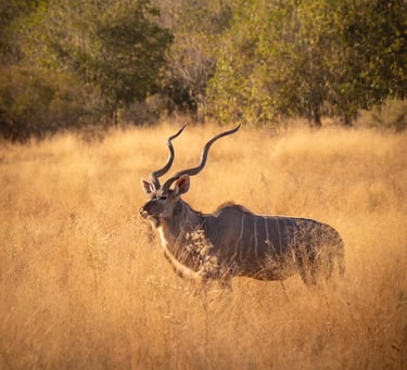 un kudu dans la savane du Botswana en safari