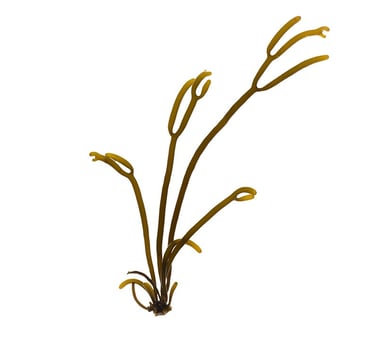 Bifurcaria bifurcata