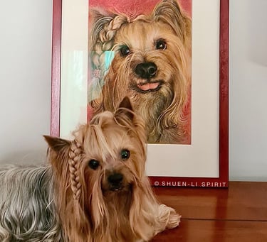 Pastel pet portrait, pastel commission, pet portrait artist, Shuen-Li Spirit, realistic dog portrait