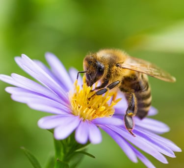 Abeille