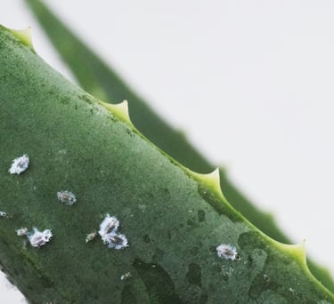 Adult and nymph Mealy Bugs on an Aloe Vera plant
