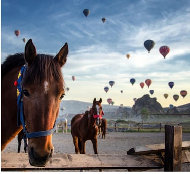 Running Horses and Photoshoot